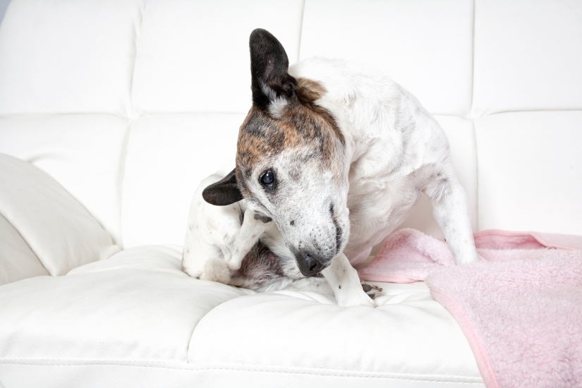 los-mejores-tratamientos-para-las-alergias-en-mascotas